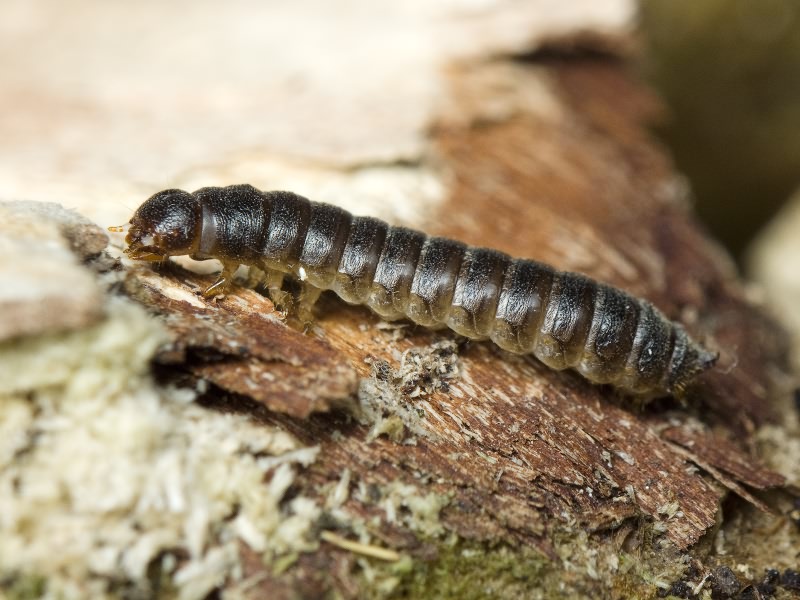 Cryphaeus cornutus (Fischer de Waldheim, 1823)